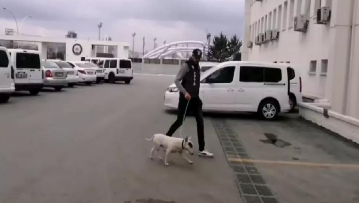 10 Bin Euro Değerindeki Köpek Çalındı, Şüpheli Tutuklandı