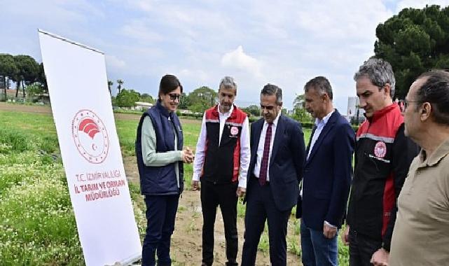 17 Bin Kuşkonmaz Fidesi Üreticilere Teslim Edildi