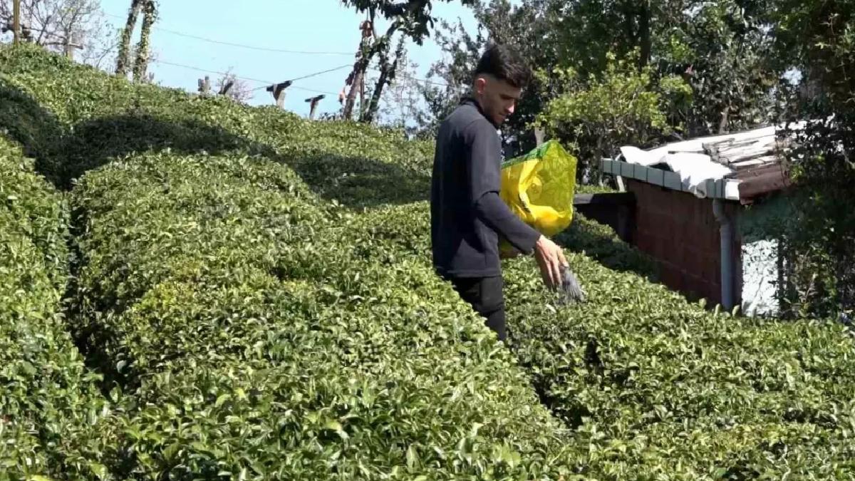 2025 Çay Sezonu Hazırlıkları Tamamlanıyor