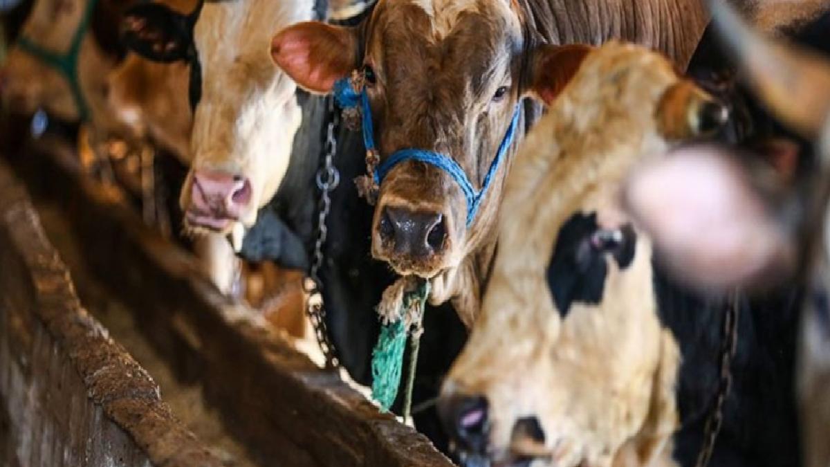 2025 yılı vekalet yoluyla kurban kesim bedeli açıklandı