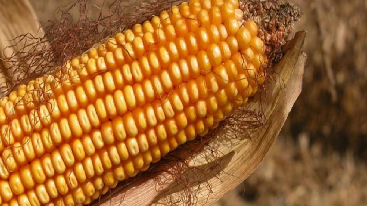 AB’den genetiği değiştirilmiş mısıra onay