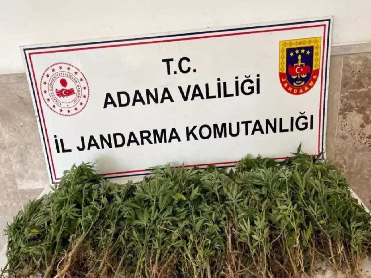 Adana’da 712 Kök Hint Keneviri Ele Geçirildi