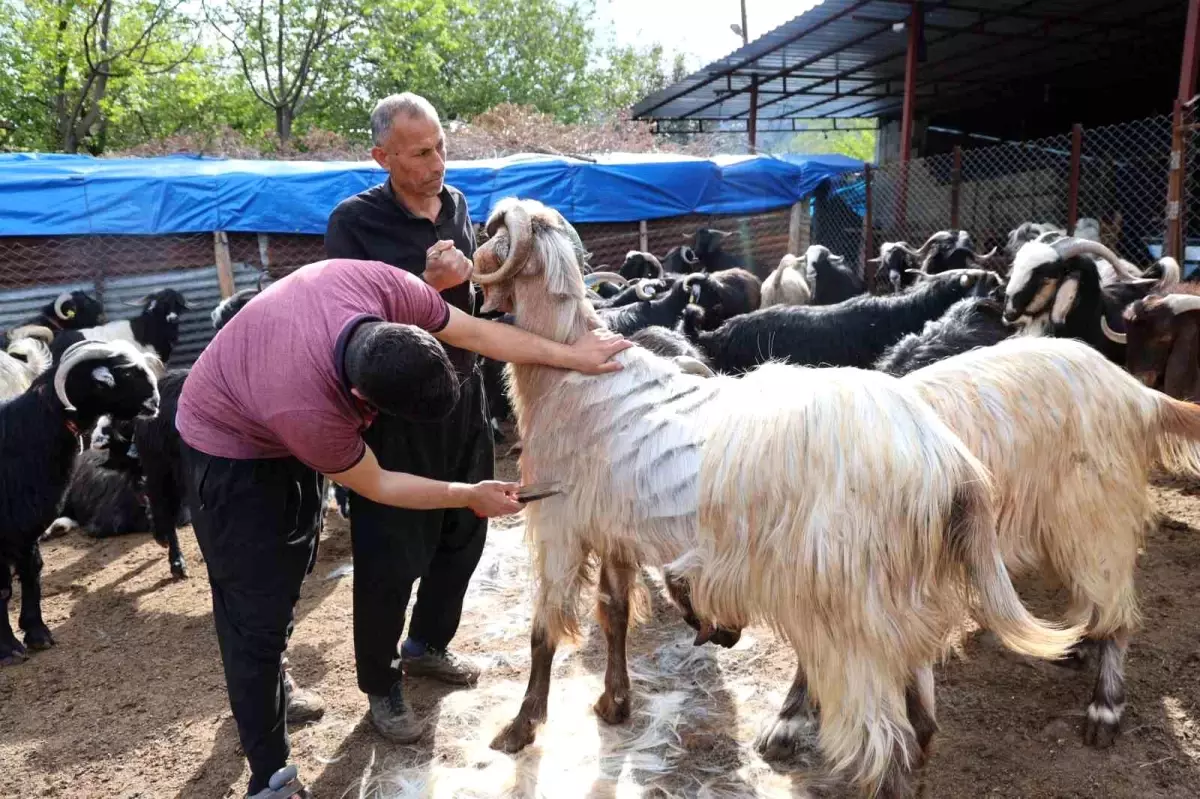 Adana’da Bahar Sezonunda Hayvan Kırkımı Başladı