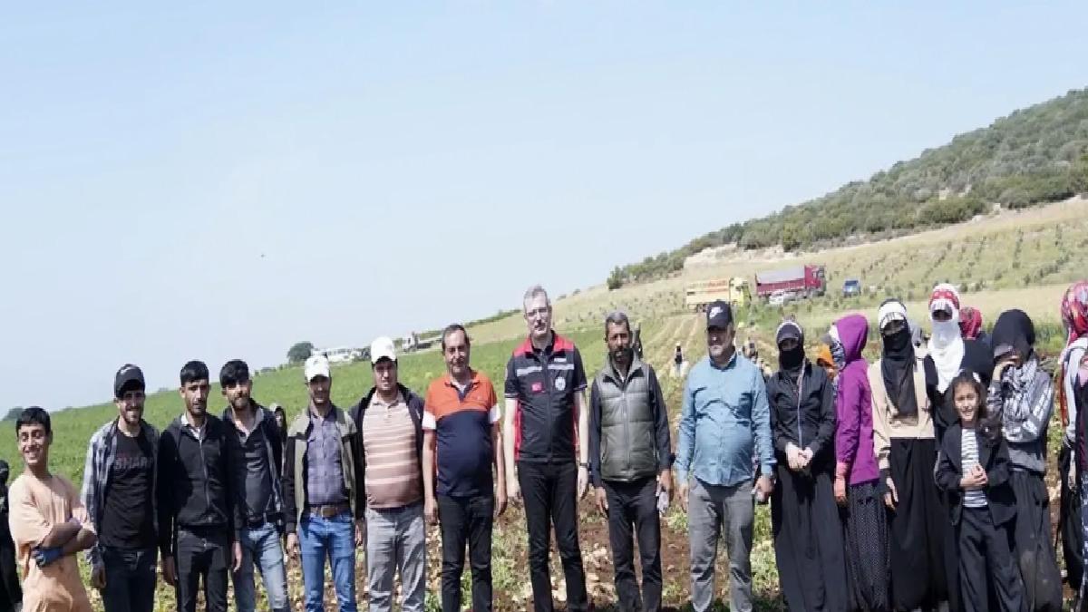 Adana’da Erkenci Patates Hasadı Başladı