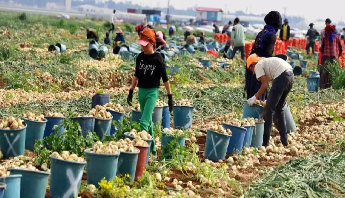 Adana’da Soğan Fiyatları Düştü