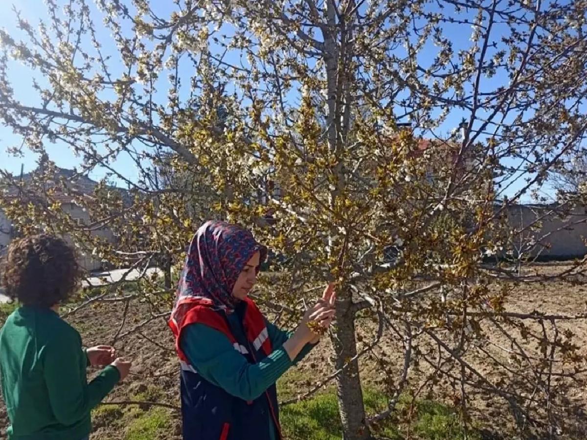 Afyonkarahisar’da Zirai Don Hasarı Tespiti