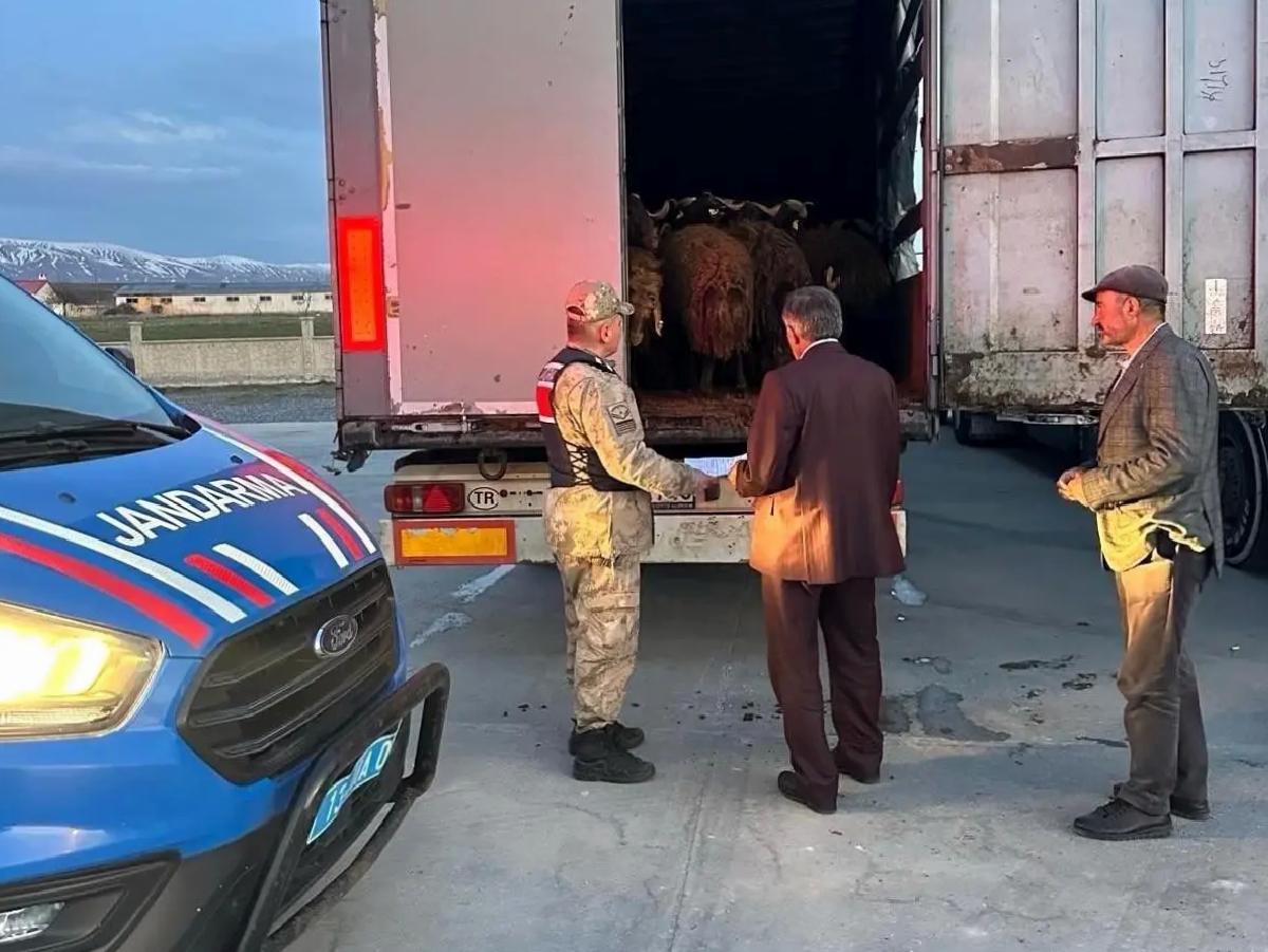 Ağrı’dan Çalınan Hayvanlar Bitlis’te Bulundu
