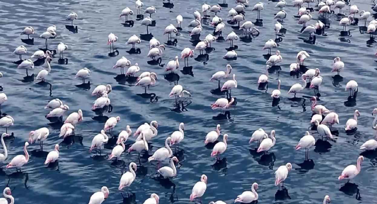 Akkaya Barajı’nda Flamingo Şöleni