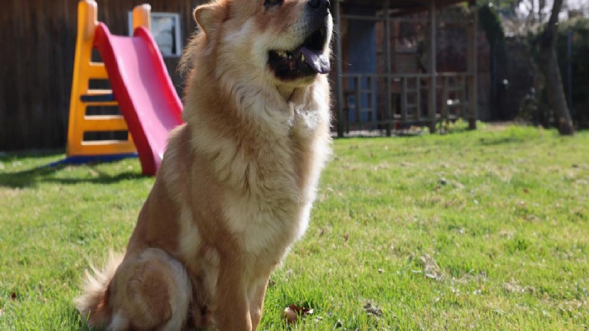 Almanya’da köpek vergisinde artış: 421 milyon euro toplandı