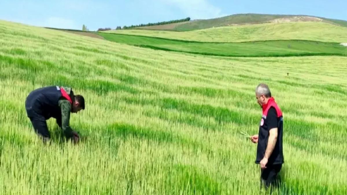 Amasya’da Zirai Don Zarar Tespiti Devam Ediyor