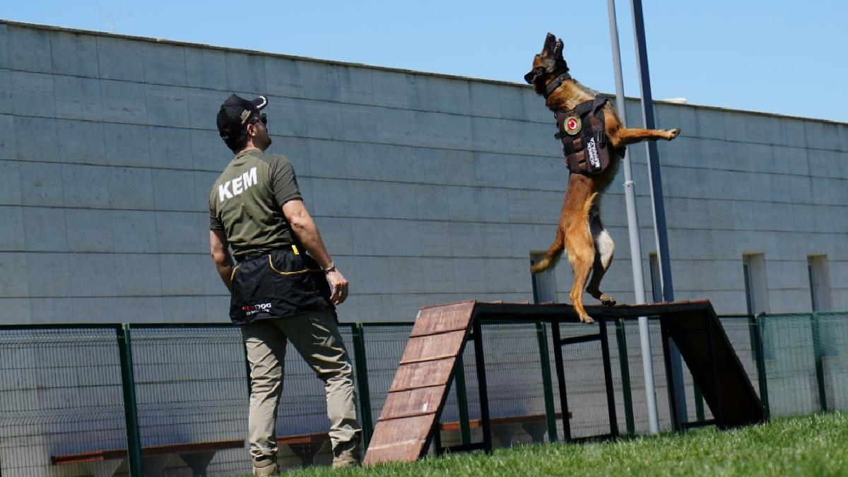 Ankara’da sınırların gizli kahramanı hassas burun köpekler böyle eğitiliyor