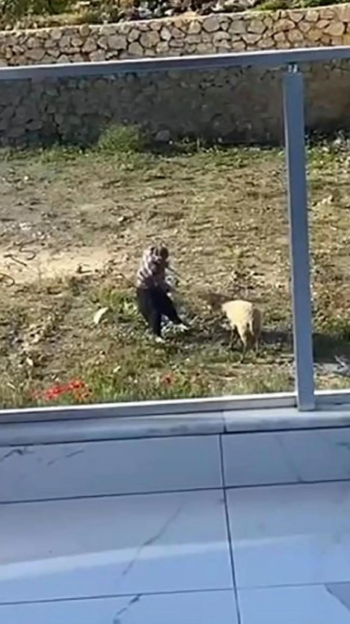 Antalya’da Koyuna İstismar: Şahıs Gözaltında