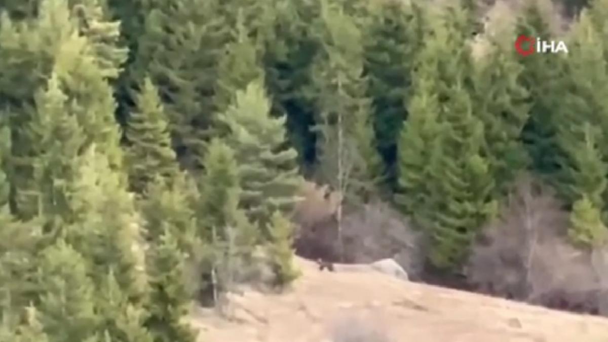 Artvinli gençler ayıyı çaya davet etti