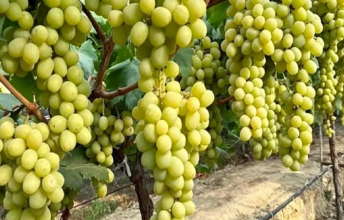 Autumn King Üzümü Manisa’da Yaygınlaşıyor