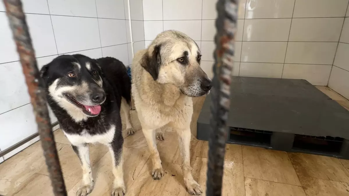 Avcılar’da Köpekler Zehirlendi