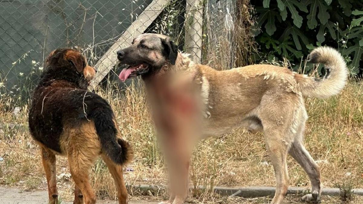 Avrupa’da sıkı düzenlemeler: Sokaklar başıboş hayvanlardan arındırıldı