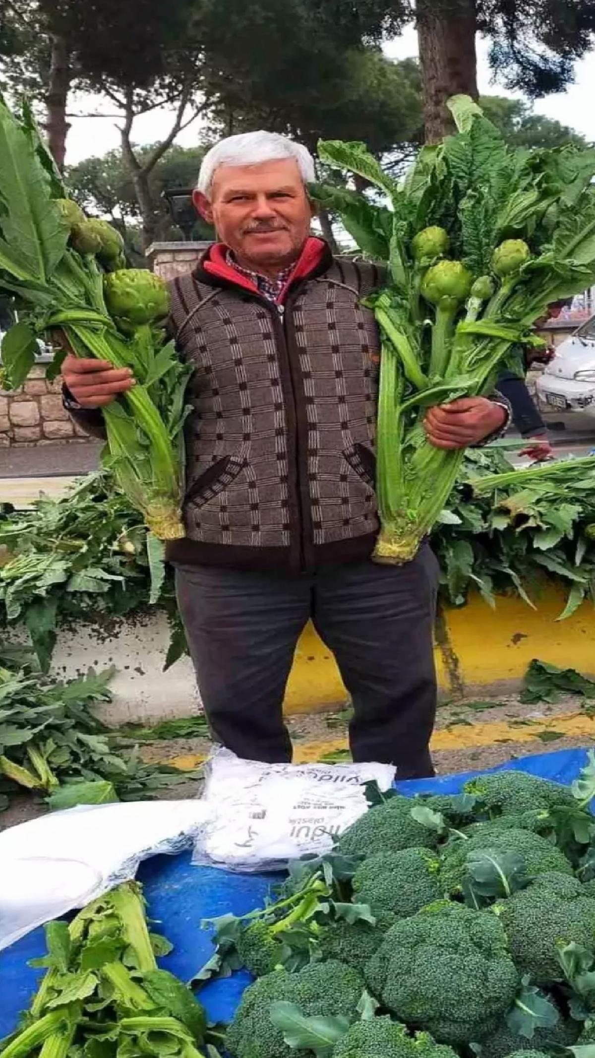 Aydın’da Enginar Hasadı Başladı