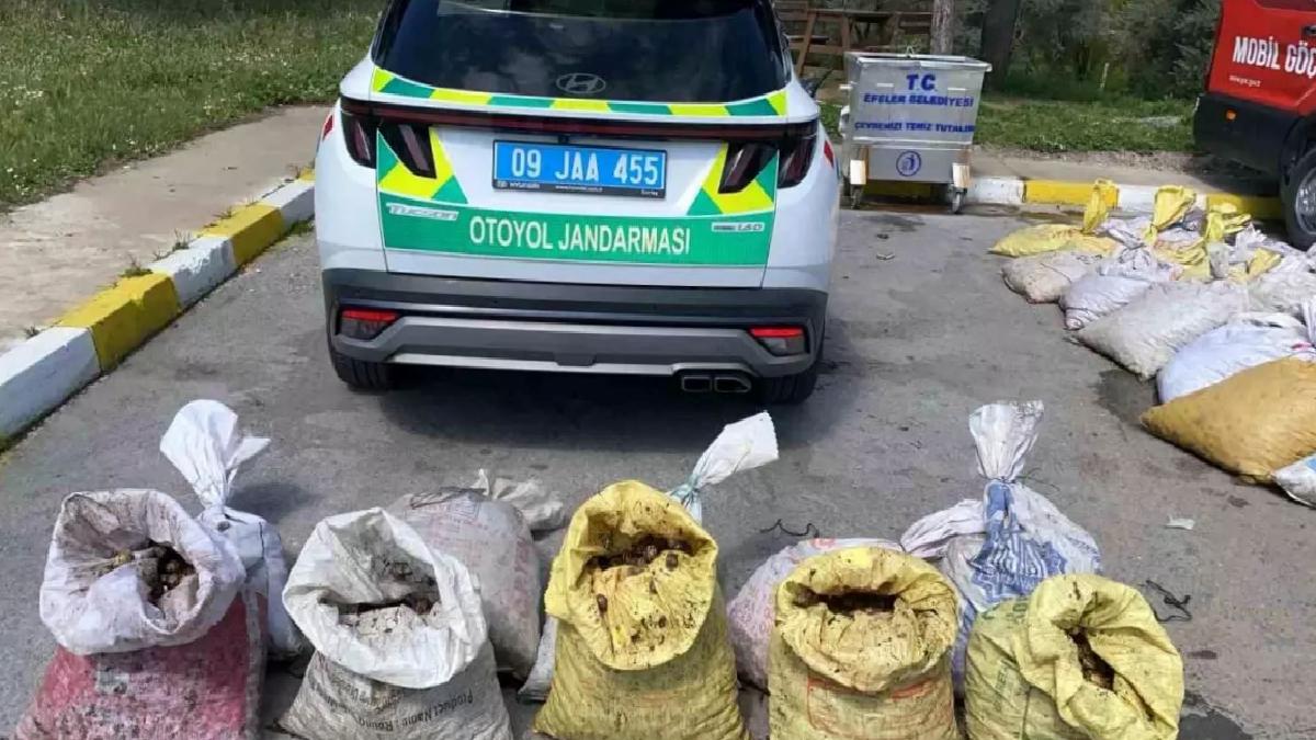 Aydın’da Kaçak Salyangoz Ele Geçirildi