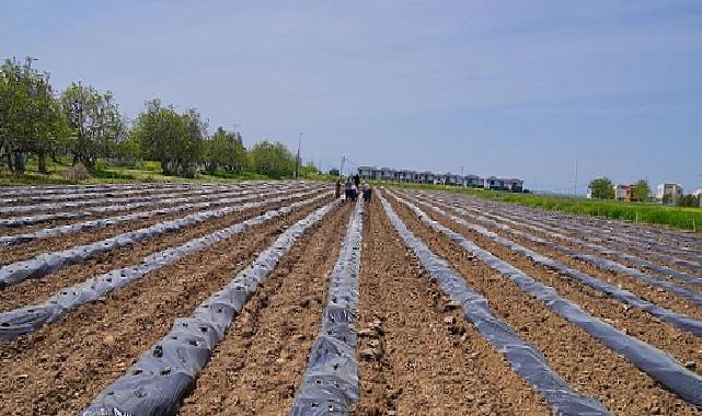 Ayvalık Üretim ve Pazarlama Kooperatifi’nden Örnek Proje: Çilekten Reçele Uzanan Yolculuk