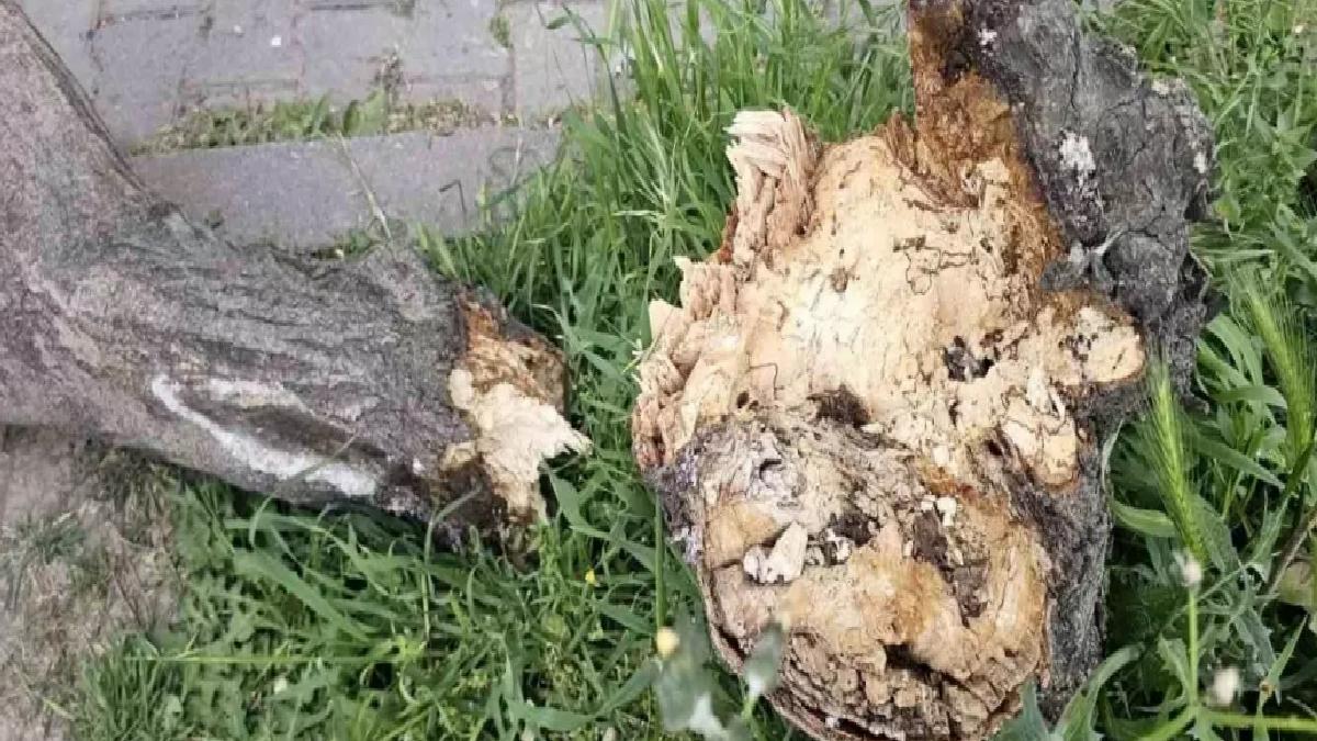 Bandırma’da Fırtına Hayatı Olumsuz Etkiledi