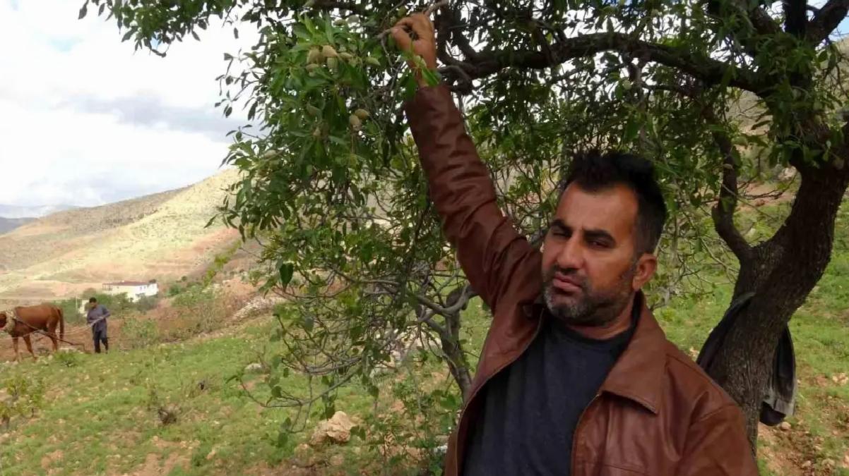 Batman’da Badem Üretimi Yüz Güldürüyor