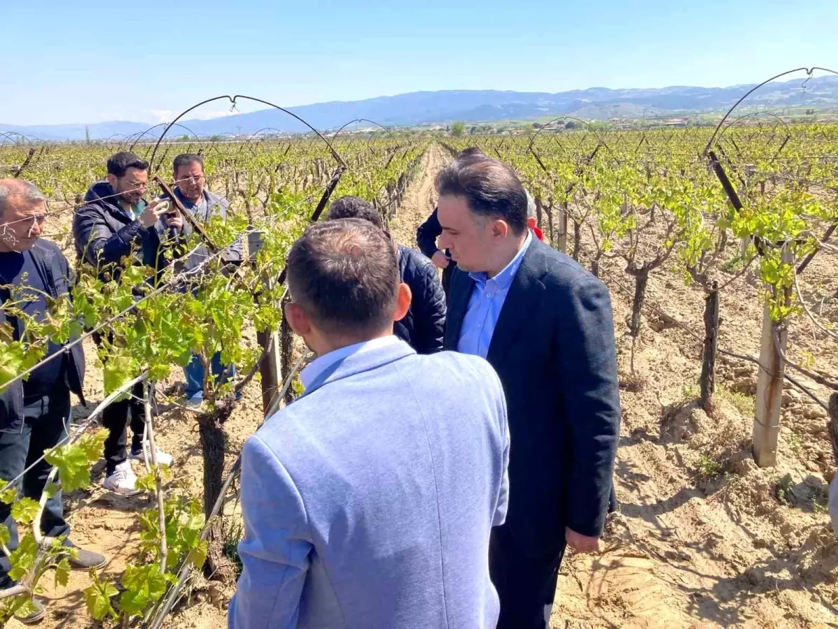 Baybatur, Sarıgöl’de Üzüm Bağlarını İnceledi