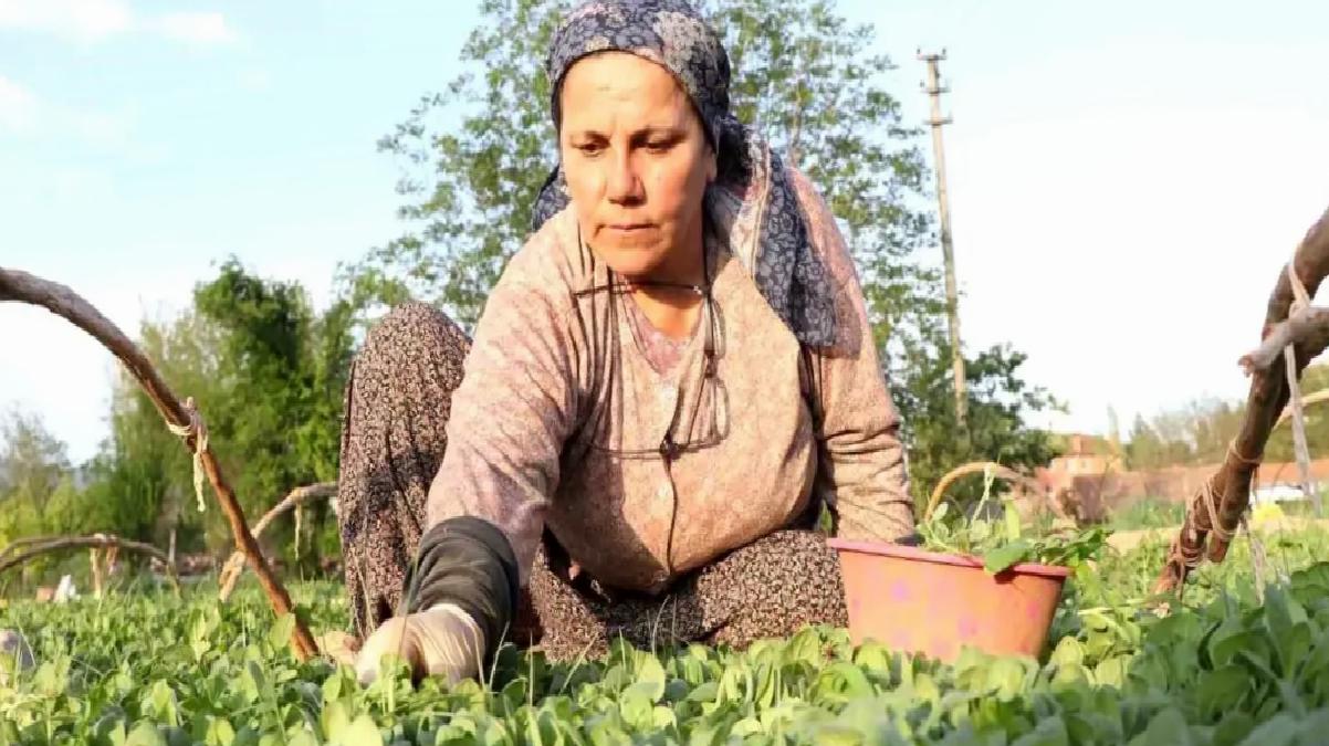 Belediye Başkanlarından Tütün Üreticilerine Destek: ‘Avans Yoksa Üretim de Yok’