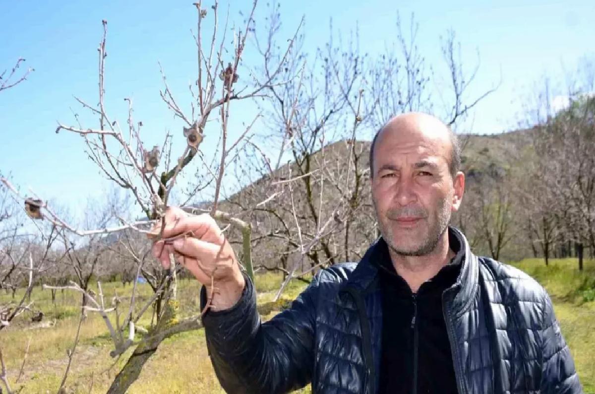 Bilecik’te Cennet Hurması Don Vurdu
