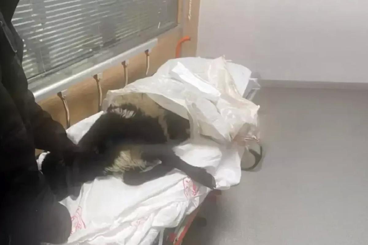 Bir kentimizi karıştıran olay! Ayağı kırılan koynunu tedavi ettirmek için acile getirdi