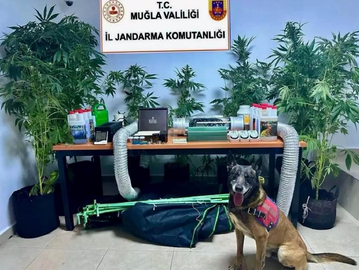 Bodrum’da Öğretmene Kenevir Operasyonu