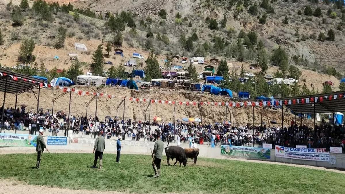 Boğa Güreşinde Yaralanma