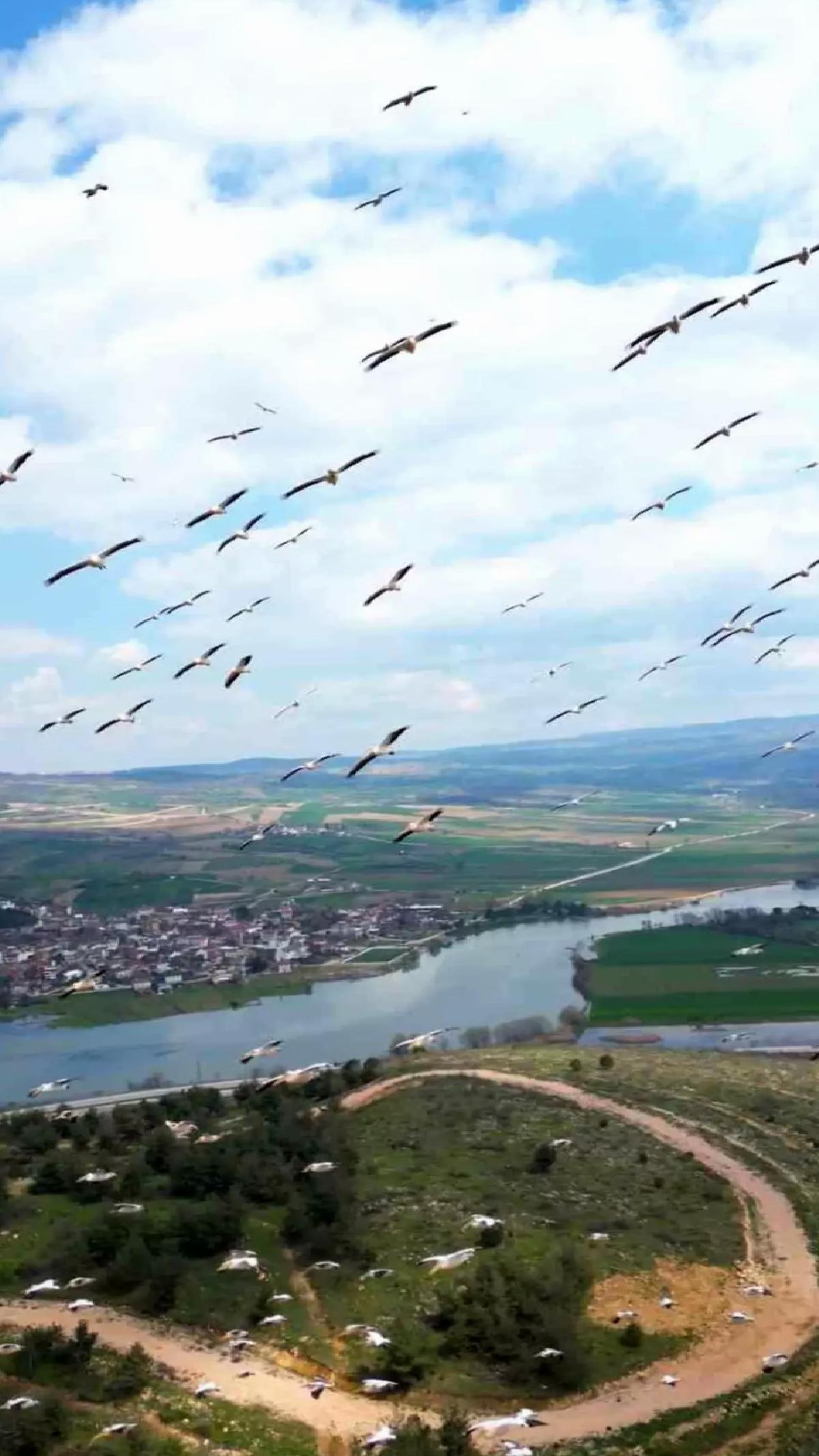 Boğazköy Barajı’nda Pelikanların Bahar Göçü