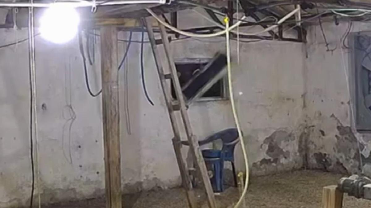 Bolu’da aç kalan ayı kümese girmeye çalıştı