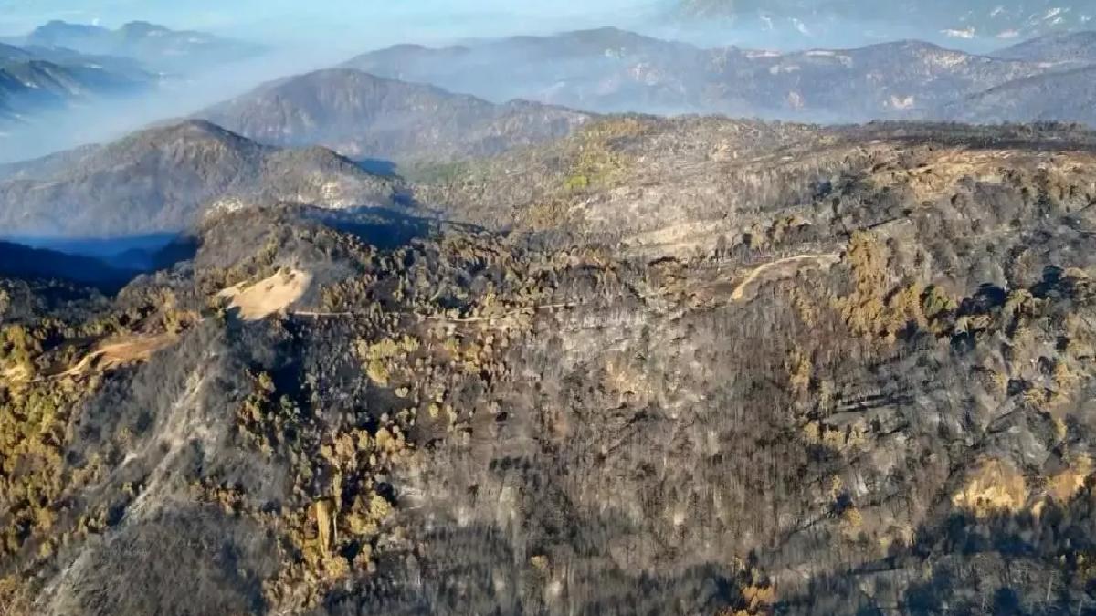Bolu’da Orman Yangınları Sonrası Ağaçlandırma Çalışmaları
