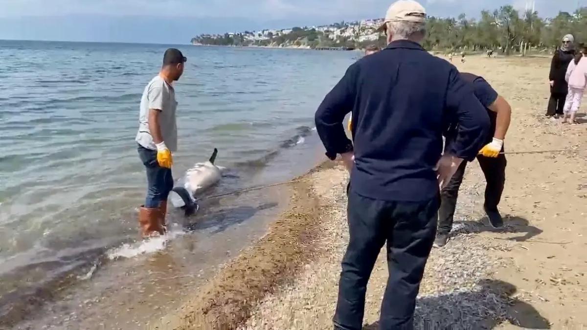 Burhaniye’de Ölü Yunus Bulundu