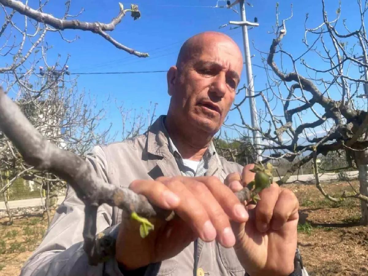 Bursa Siyah İnciri Don Hadiselerinden Etkilenmedi