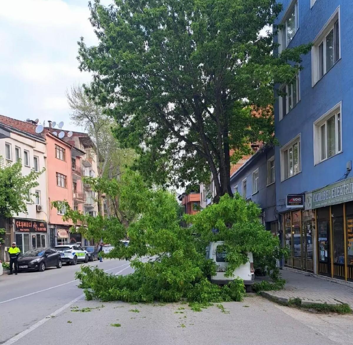 Bursa’da Kırılan Ağaç Kamyonetin Üzerine Devrildi