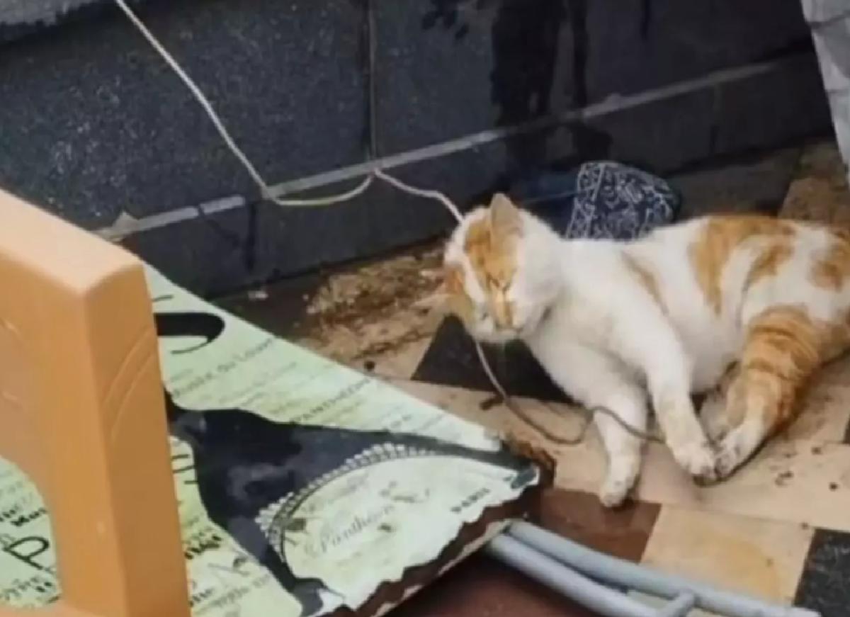 Cami Avlusunda Boğulmuş Kedi Bulundu