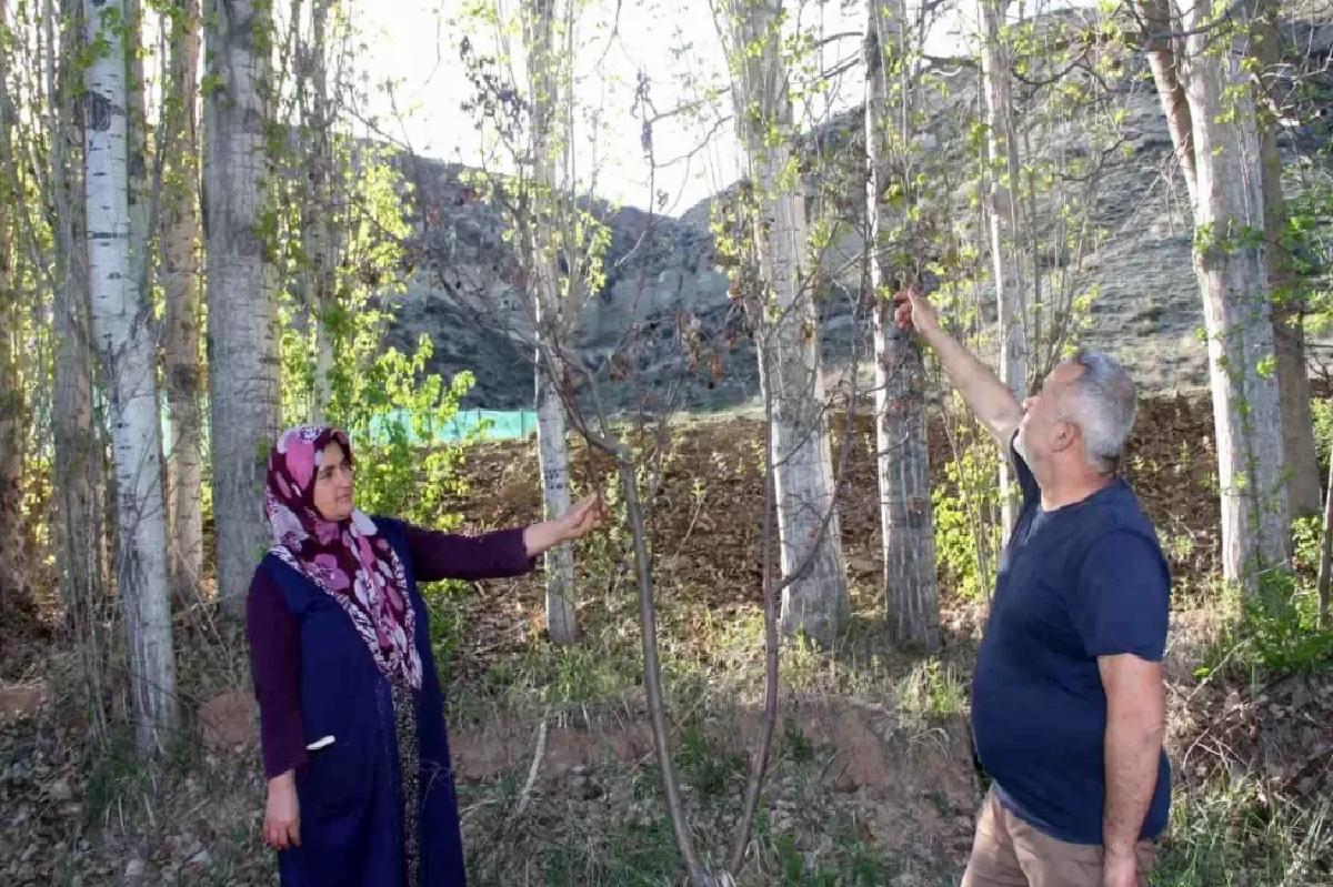 Çankırı’da Zirai Don Meyve Ağaçlarını Vurdu