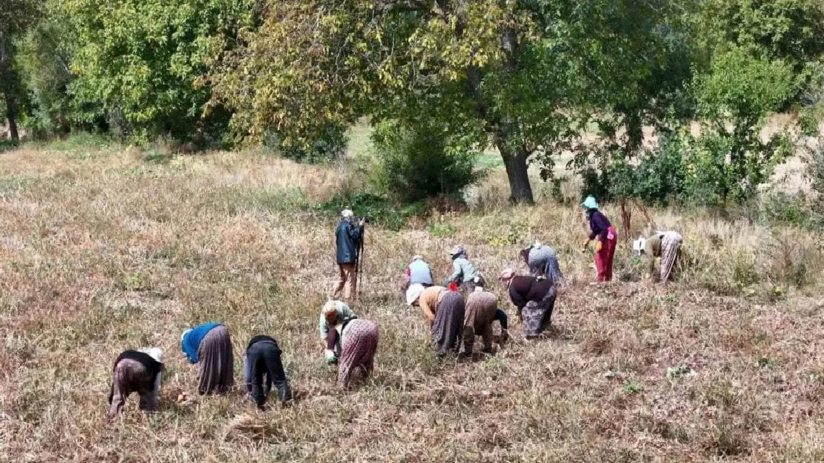 Çiftçilere 6,7 Milyar Lira Destek Ödemesi
