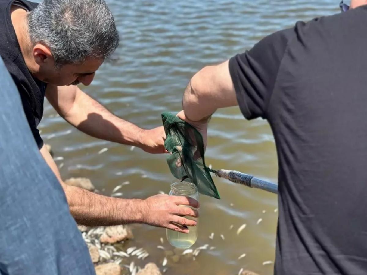 Çınar’da Balık Ölümleri Üzerine İnceleme Başlatıldı