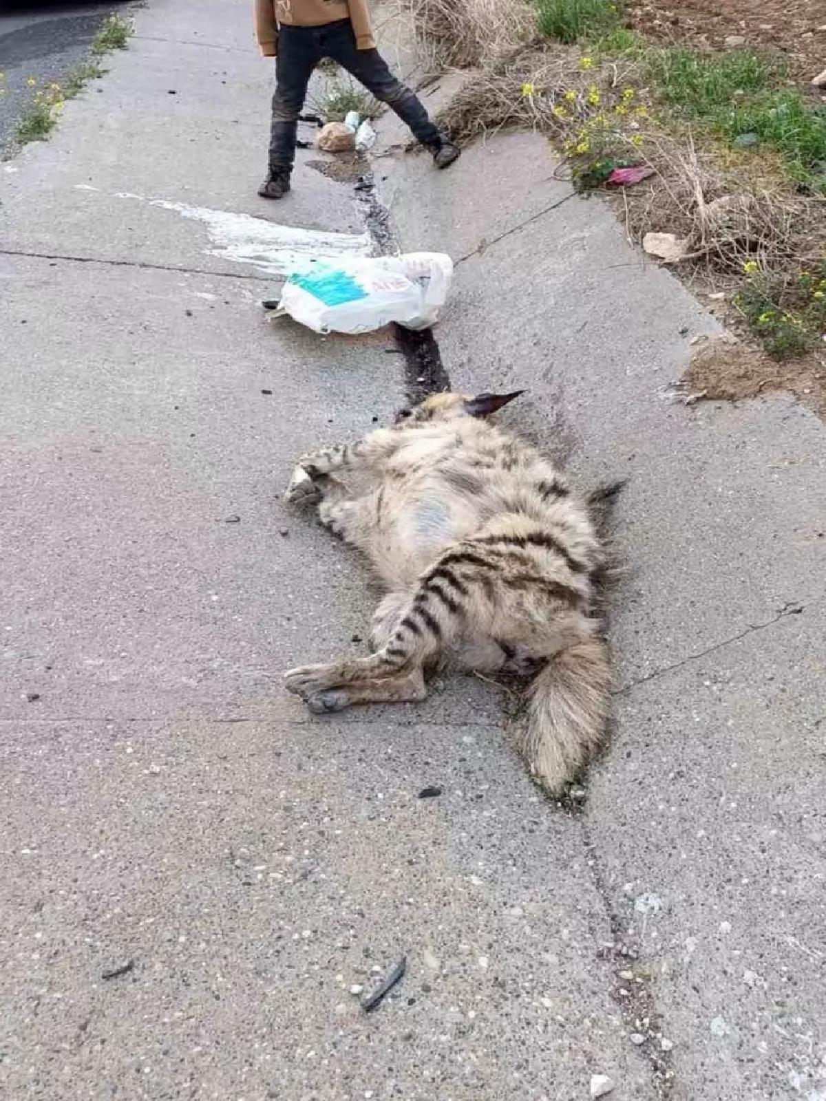 Çizgili Sırtlan Araç Çarpmasıyla Telef Oldu