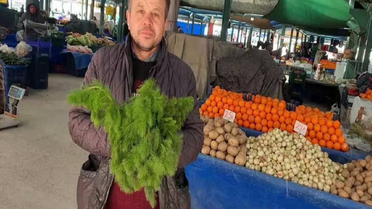 Demirci’de Çaşır Otu Hasadı Başladı