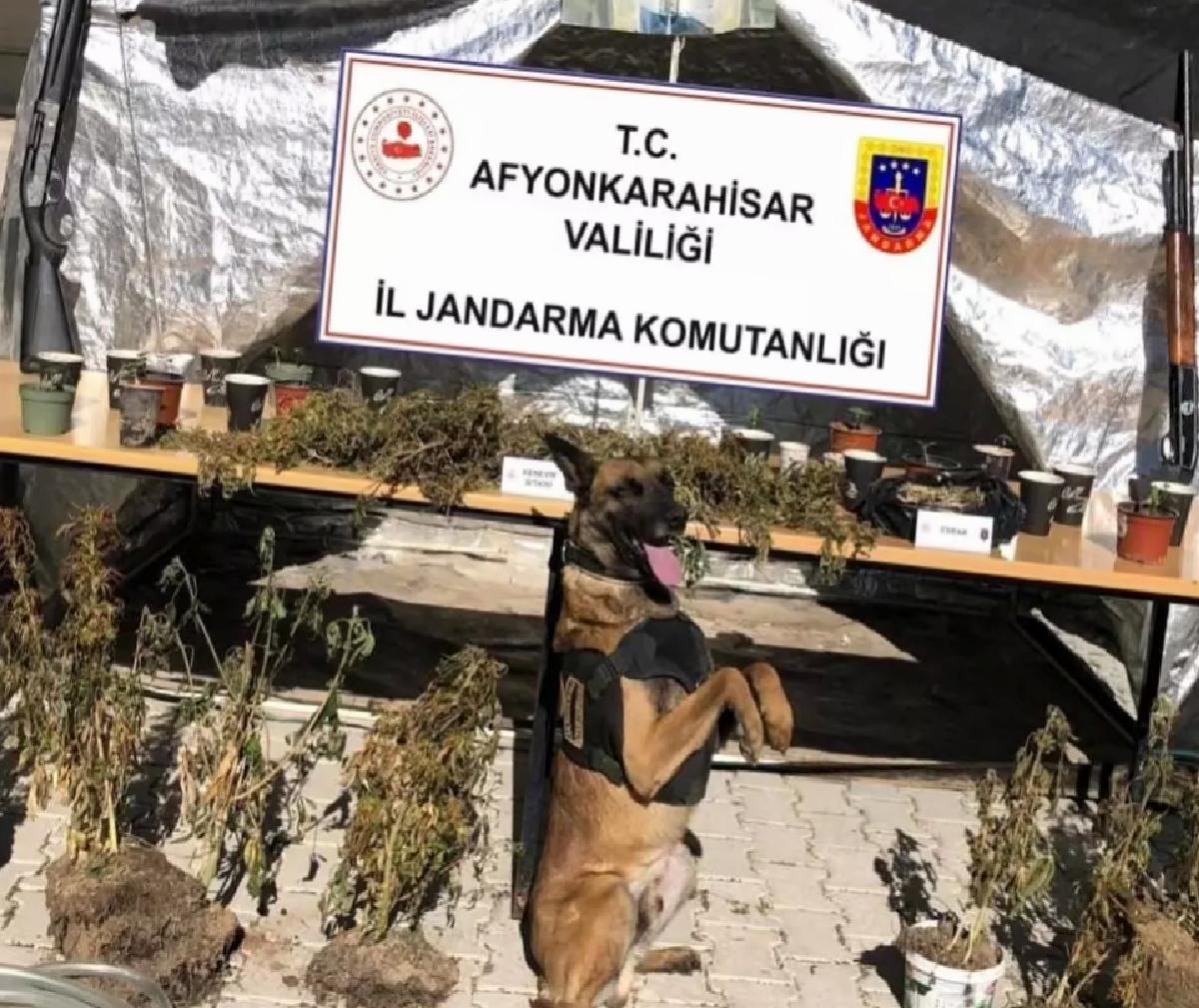 Devlet Ormanına Kenevir Eken Şahıs Yakalandı