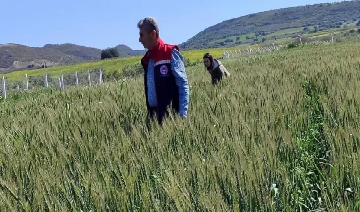 Didim’de Hububat Kontrolleri Sorunsuz Geçti
