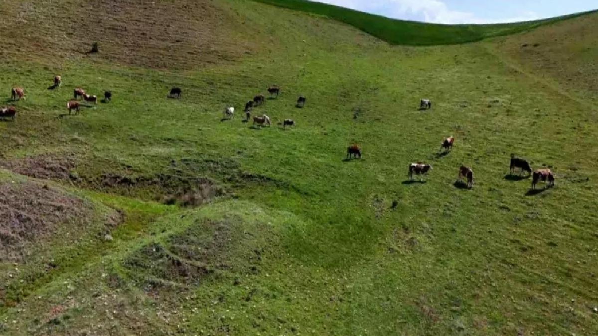 Diyarbakır’da Korku Nedeniyla Kaçan Buzağı 8 Aydır Kayboldu