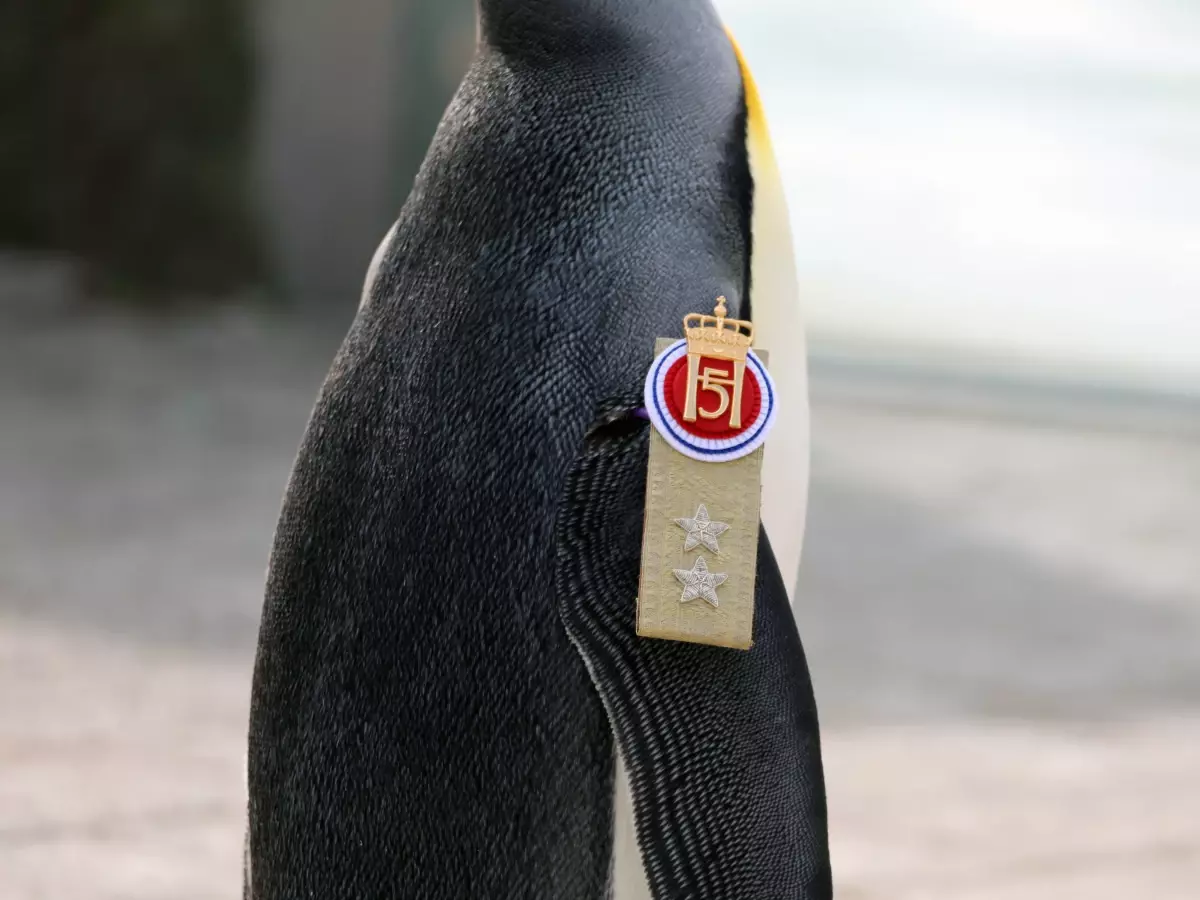Dünyanın En Yüksek Rütbeli Pengueni Kutlandı