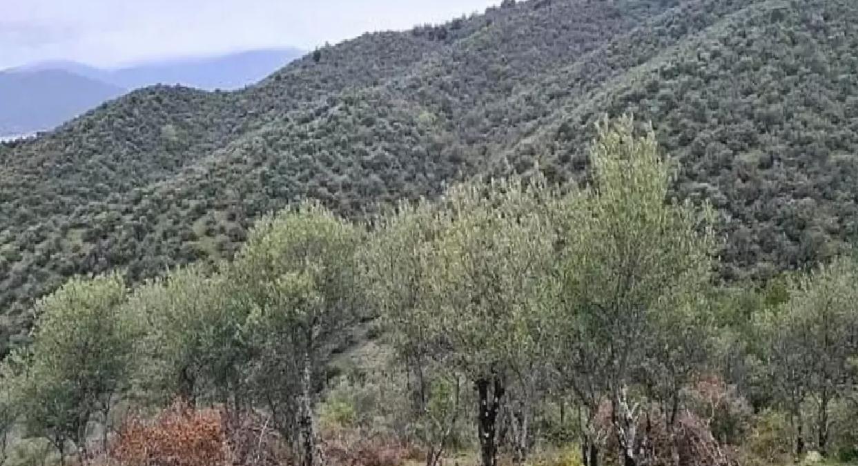 Durağan’da Delice Zeytin Projesi