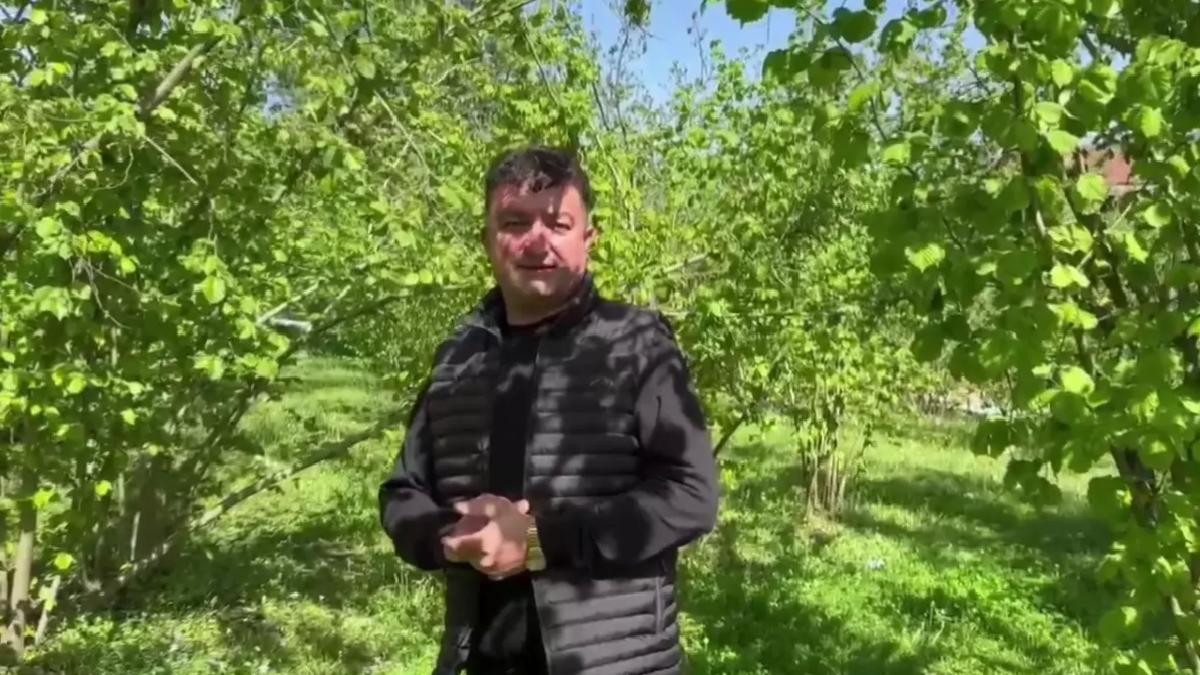 Düzce’de Fındık Bahçesi Dondu