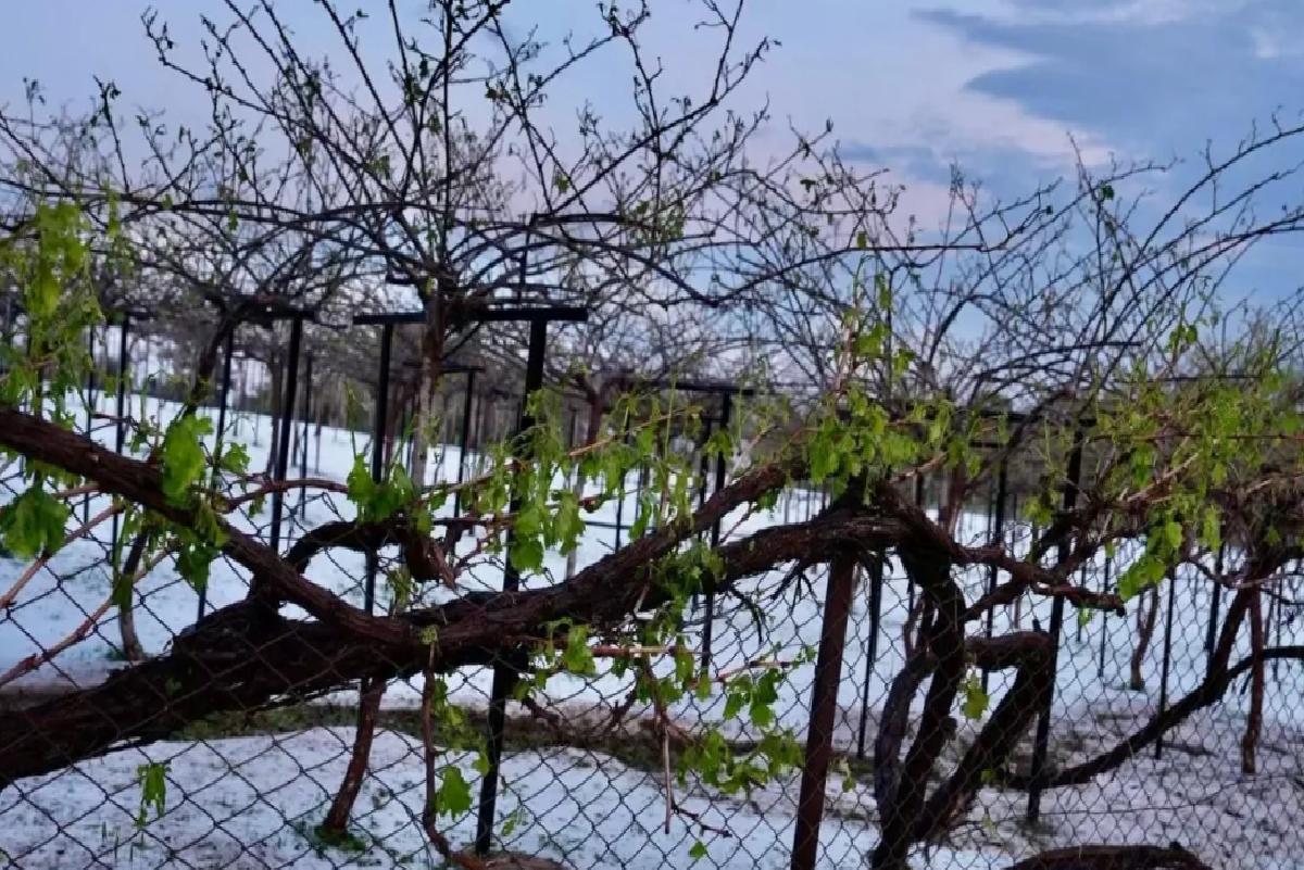 Erdemli Çiftçileri Dolu ve Donla Yıkıldı